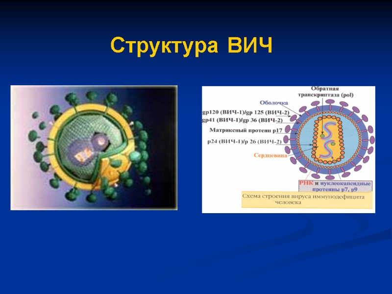 Структура ВИЧ